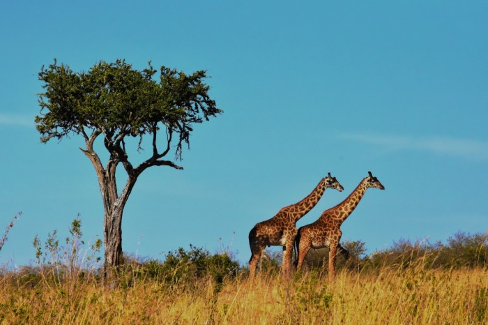 Free Images : nature, prairie, adventure, animal, wildlife, africa ...